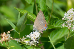 Satyrium edwardsii