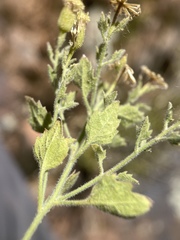 Perityle tenella