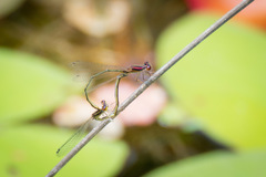 Enallagma dubium