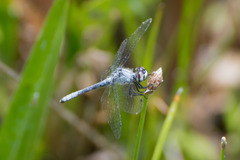Nannothemis bella