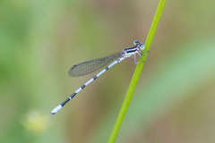 Argia bipunctulata