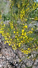 Acacia juncifolia