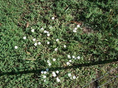 Nierembergia calycina