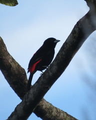 Ramphocelus flammigerus flammigerus