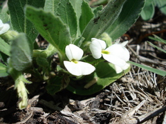 Hybanthus nanus