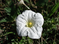 Nierembergia calycina