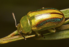 Calomela juncta
