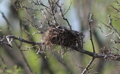Auriparus flaviceps