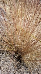 Festuca idahoensis