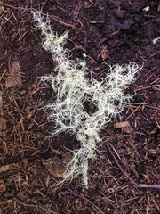 Usnea cornuta