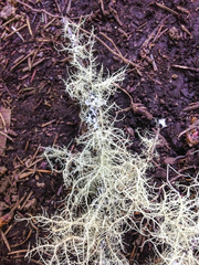 Usnea cornuta
