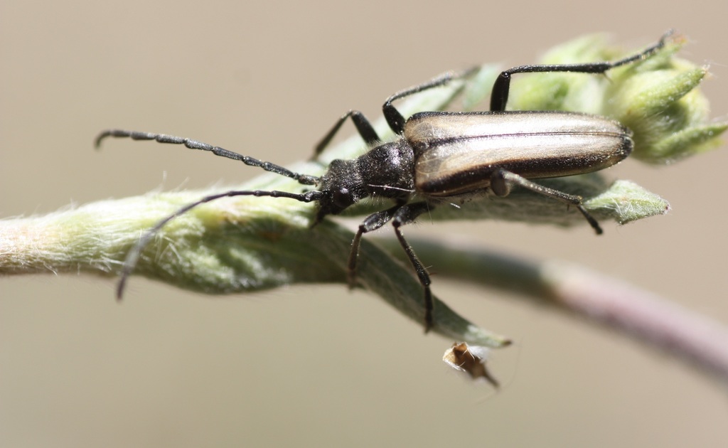 Stenocorus obtusus