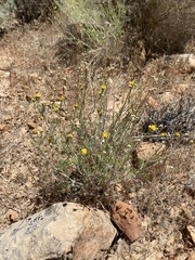 Hymenopappus filifolius pauciflorus