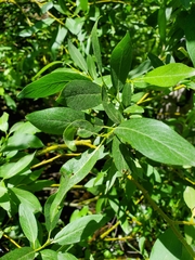 Salix monticola
