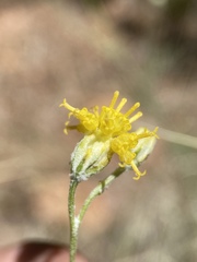 Hymenopappus filifolius pauciflorus