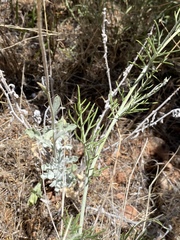 Hymenopappus filifolius pauciflorus