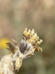 Hymenopappus filifolius pauciflorus