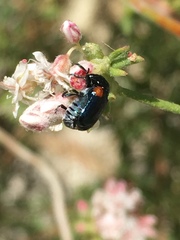Saxinis saucia