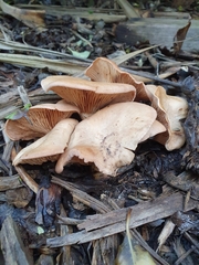 Rhodocybe piperita