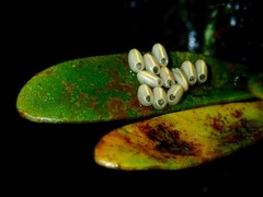Marmessoidea