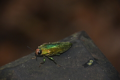 Chrysochroa purpureiventris