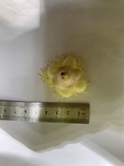 Syzygium monospermum