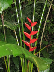 Heliconia uxpanapensis