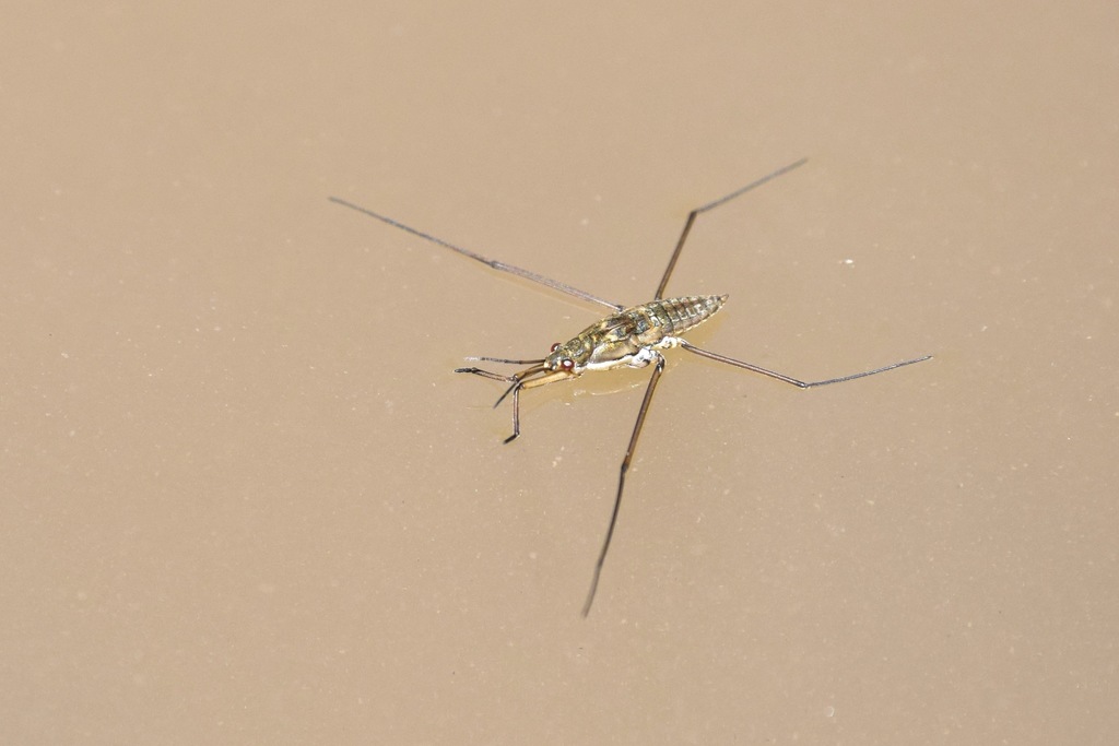 Semiaquatic Bugs