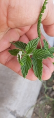 Heliotropium angiospermum