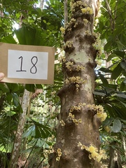 Syzygium monospermum