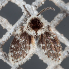 Lepiseodina conspicua