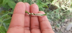 Heliotropium angiospermum
