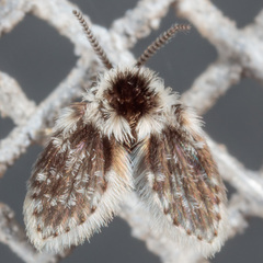 Lepiseodina conspicua