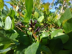 Kennedia nigricans