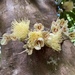 Syzygium monospermum - Photo (c) shelbyfarmer, algunos derechos reservados (CC BY-NC), subido por shelbyfarmer
