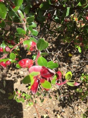 Exobasidium arctostaphyli