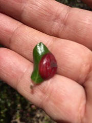 Exobasidium arctostaphyli