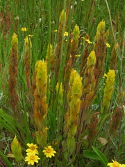 Castilleja levisecta