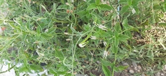 Heliotropium angiospermum