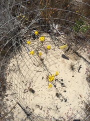 Erysimum teretifolium