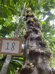 Syzygium monospermum