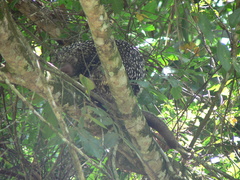 Coendou longicaudatus