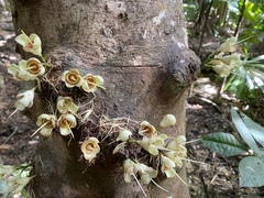 Syzygium monospermum