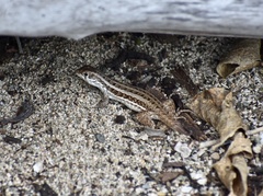 Leiocephalus raviceps uzzelli