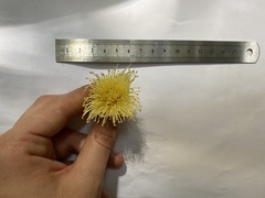 Syzygium monospermum