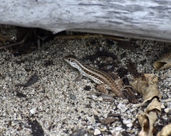 Leiocephalus raviceps uzzelli