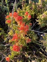 Castilleja mendocinensis