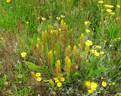 Castilleja levisecta
