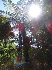 Cyathea crinita