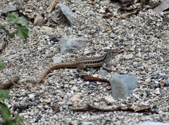 Leiocephalus raviceps uzzelli